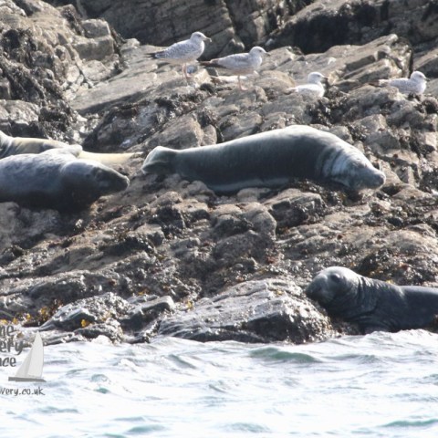 Seals resting on rocky shore with seagulls nearby.