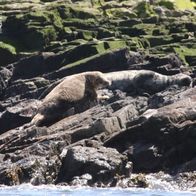 Two seals resting on mossy rocks by the shore.