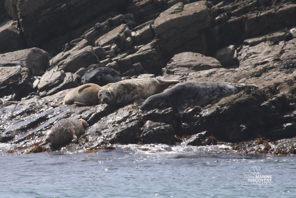 Seals resting on rocky shore along the water's edge.