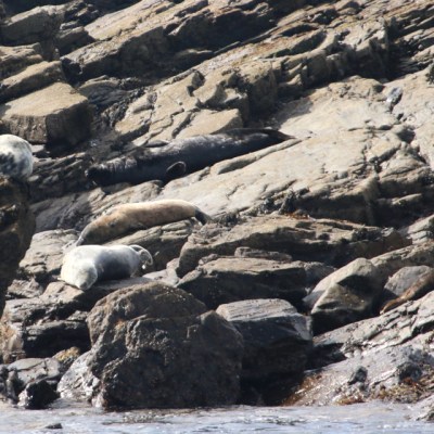 Seals resting on rocky shoreline with seaweed and a seagull nearby.