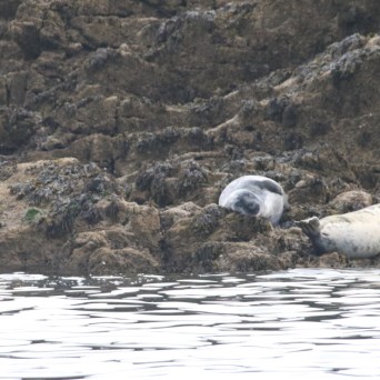 Three seals resting on rocky shore near water's edge.