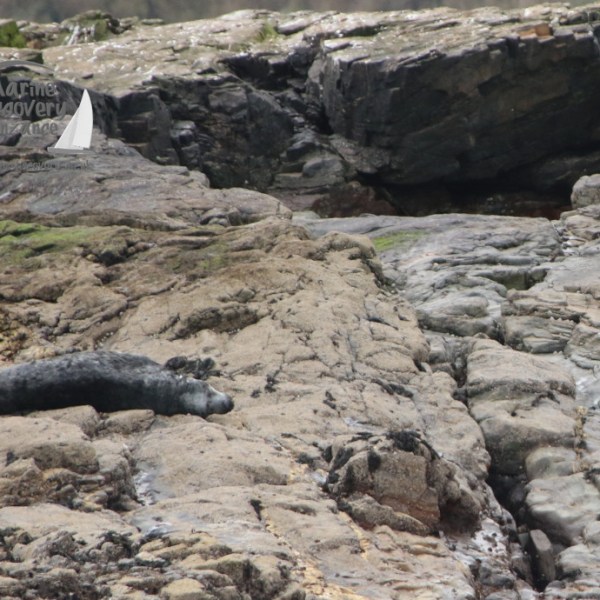 Two seals resting on rocky terrain; one is dark, the other is light-colored.