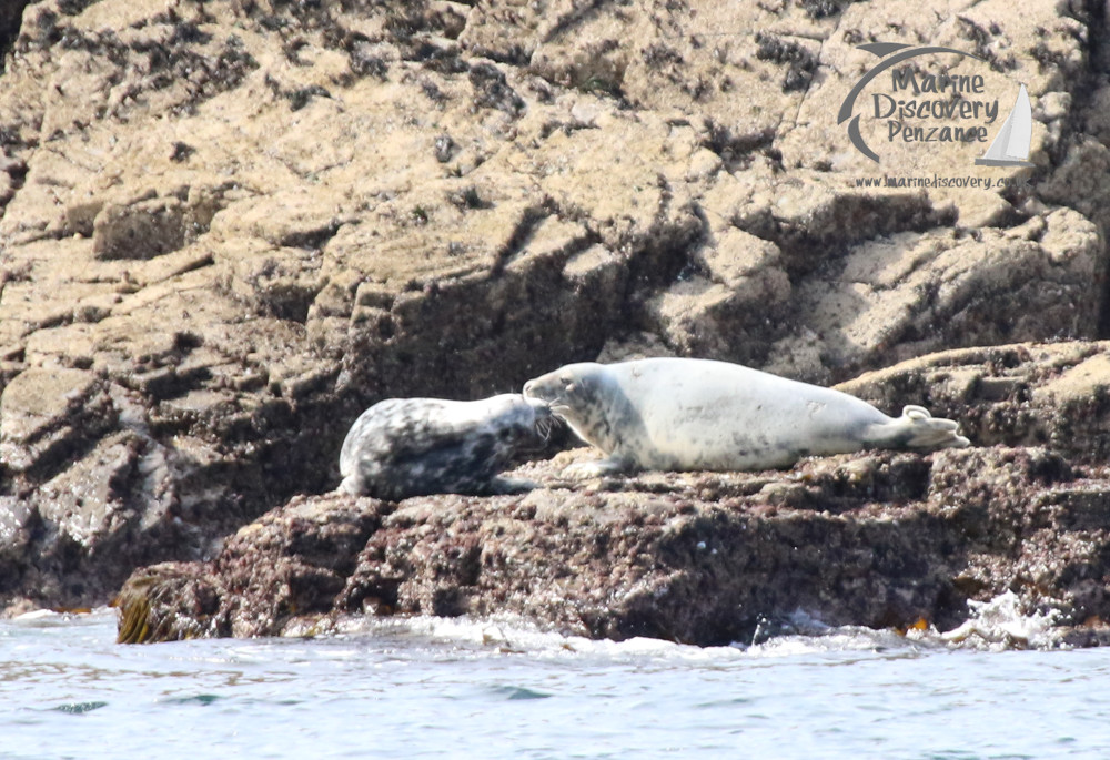Two seals resting on rocky shore with ocean in foreground.