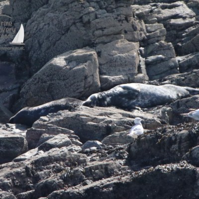 Seals resting on rocky shore with three seabirds nearby.
