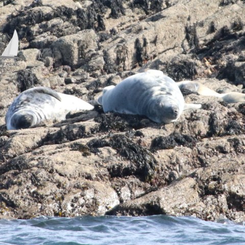 Two seals resting on rocky shore near the sea.