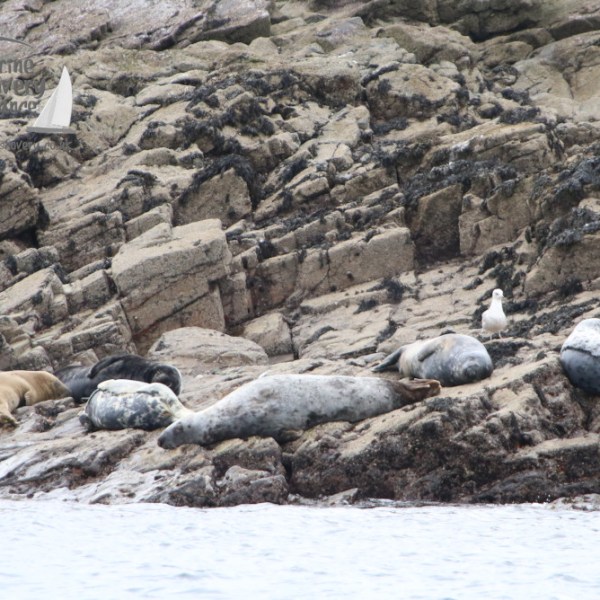 Seals resting on rocky shore with a seagull nearby.