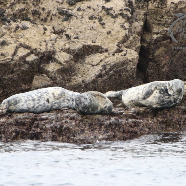 Two seals resting on a rocky shore near water with textured stone background.