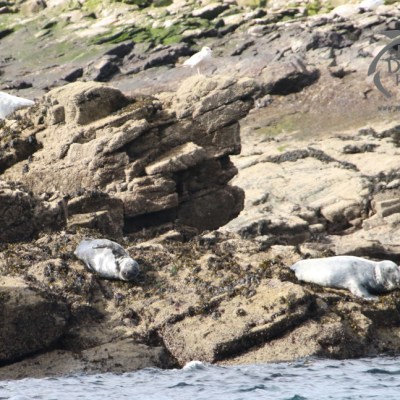 Seals resting on rocky shore with moss in the background and water in the foreground.