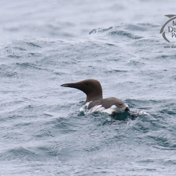 A seabird swimming in choppy waters, logo in top right corner.