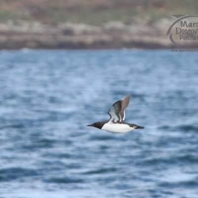 Seabird in flight over a body of water with a blurred shoreline in the background.