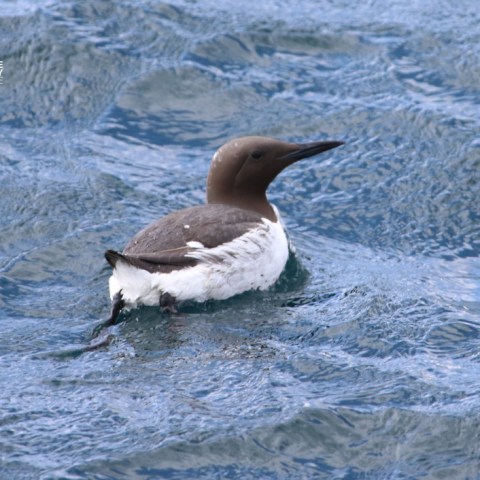 A brown and white seabird swimming on choppy blue water.
