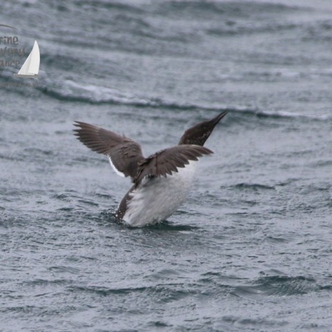 A seabird flapping wings on choppy ocean waters.