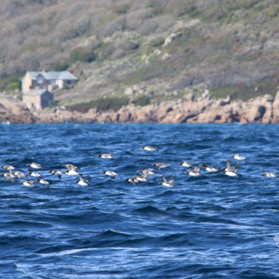 Flock of birds flying over the sea with rocky coastline and house in the background.