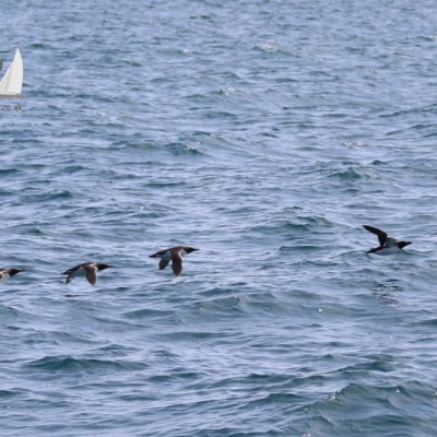 Group of birds flying low over a body of water with visible waves.