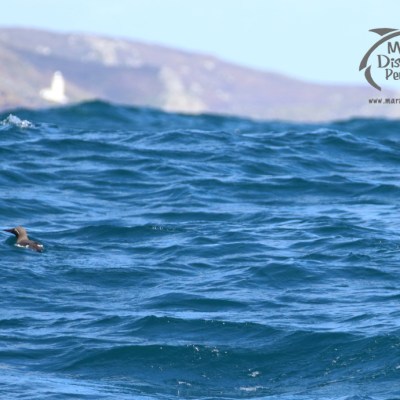 Two seabirds swimming in choppy blue ocean with distant rocky coastline.
