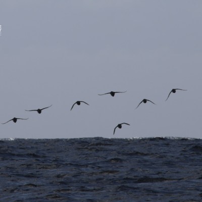 Flock of birds flying over the ocean against a cloudy sky.
