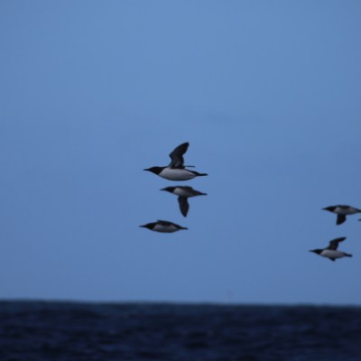 Group of birds flying over the ocean against a blue sky.