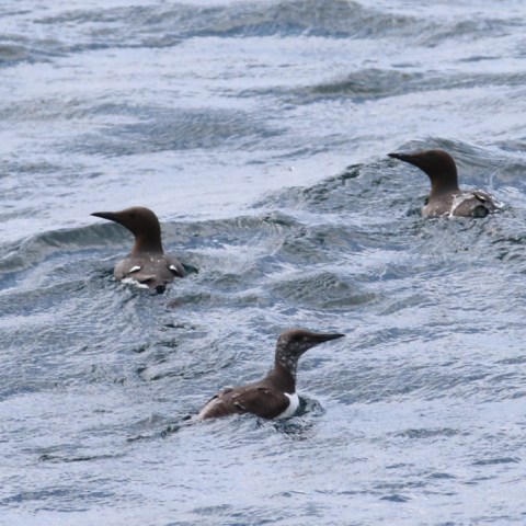 Three seabirds swimming in wavy water.