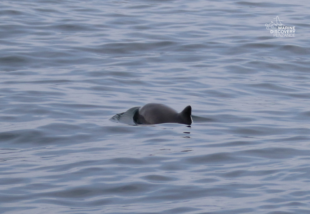 porpoise dorsal fin emerging from calm water surface.