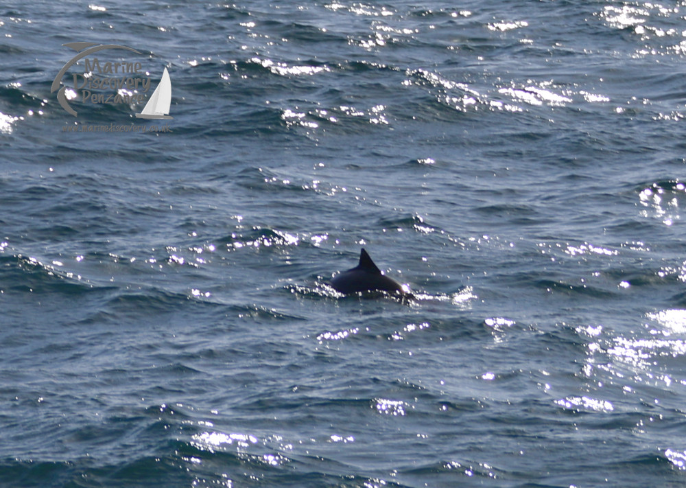 porpoise fin above water surface in the ocean with bright sunlight reflections.