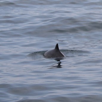 A porpoise fin emerges from calm ocean water.