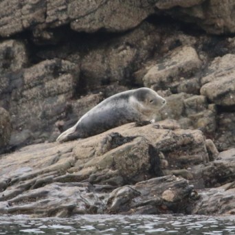Seal resting on rocky shoreline near the water.