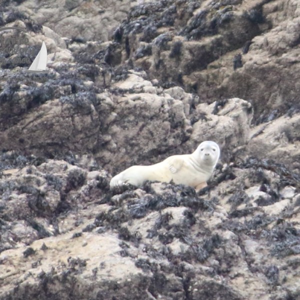White seal resting on rocky shore.