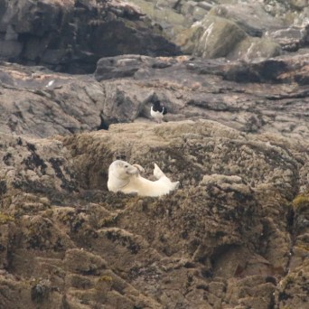 Seal resting on rocky shore with bird nearby