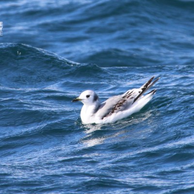 White gull floating on the ocean waves.