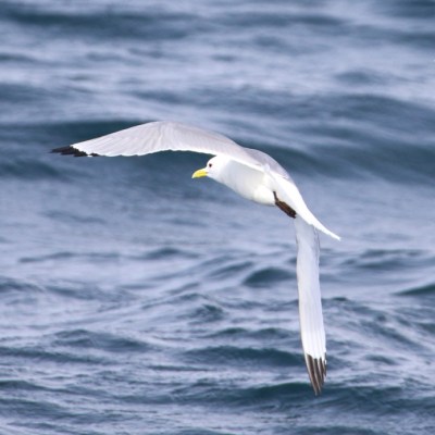 A seagull flying over ocean waves.