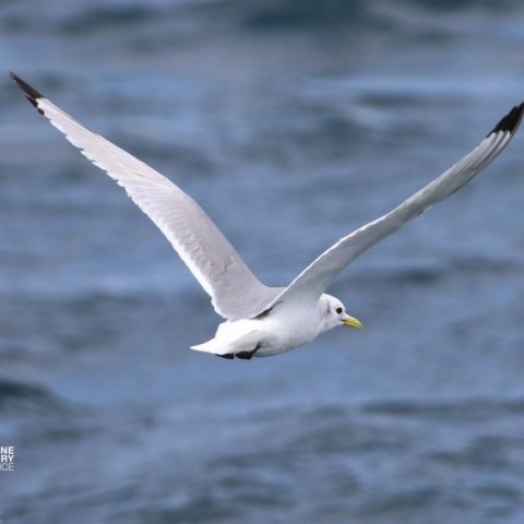 Seagull flying over the ocean with wings spread wide.