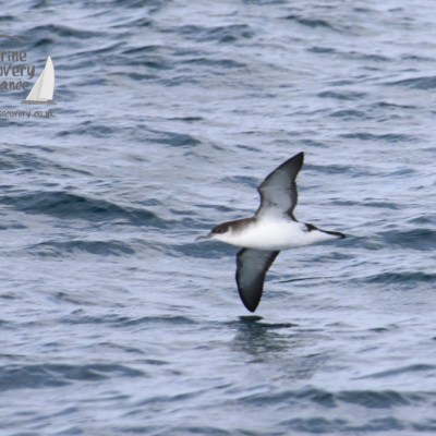 A seabird gliding over wavy ocean waters with a logo in the top left corner.