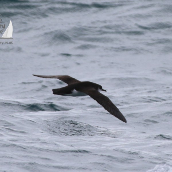 Bird flying over ocean with wings spread, waves visible below.