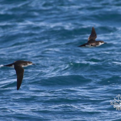 Two birds flying over a wavy ocean with a logo on the bottom right corner.