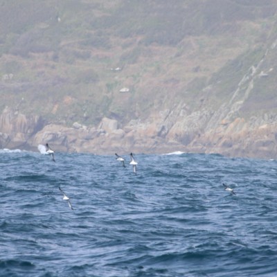 Seabirds flying over ocean near rocky coastline on a foggy day.