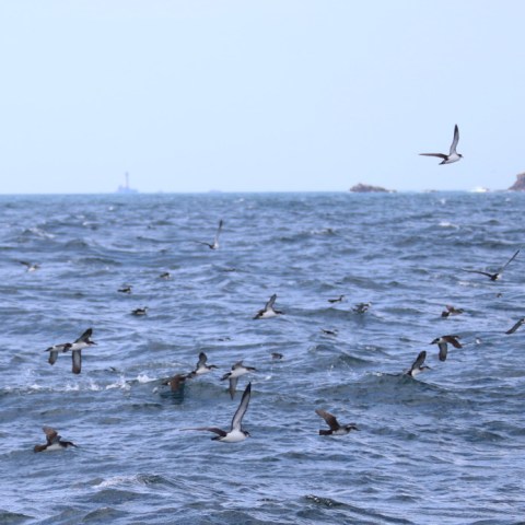 Group of birds flying over a wavy ocean under a clear sky.