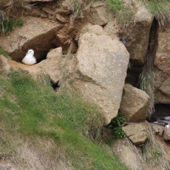 Seabirds nesting on rocky cliff with grass patches.