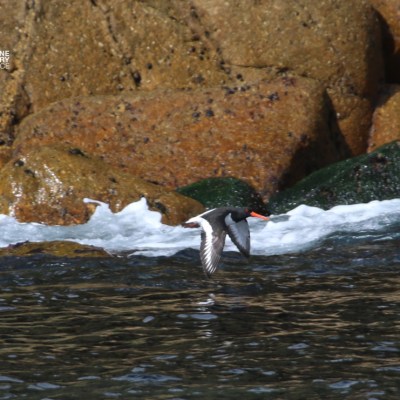 Bird with red beak flies over water near rocky shore.
