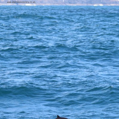 Dolphin fin in ocean water with distant rocky coast and lighthouse.