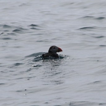 Puffin swimming on calm sea with a slightly overcast sky.