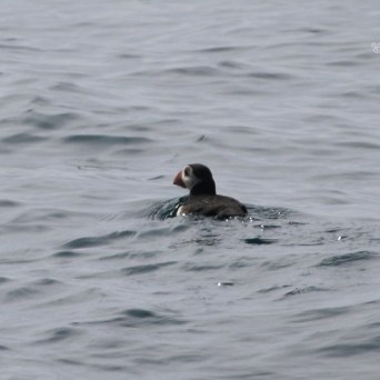 Duck swimming on calm gray ocean water.