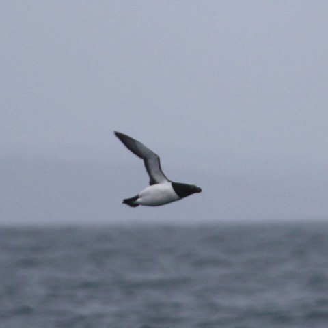 Bird in flight over misty ocean with distant shore.