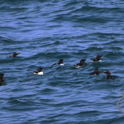 A group of seabirds swimming on the ocean surface.