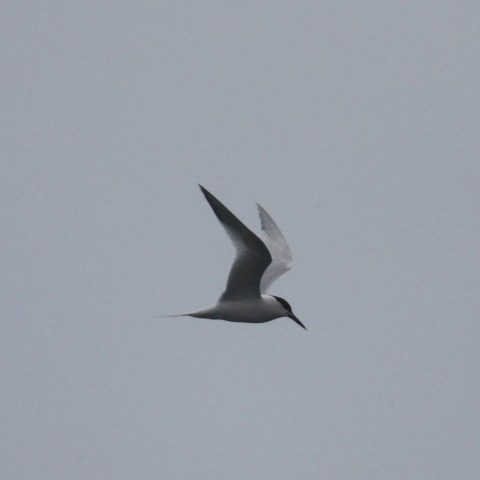 A lone seabird with outstretched wings flying against a gray sky.