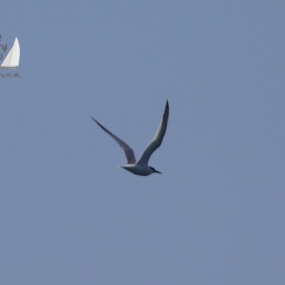 A bird flying in a clear blue sky with wings spread wide.