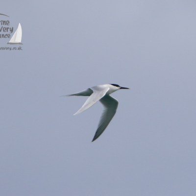 A white bird with black head flies against a clear sky.