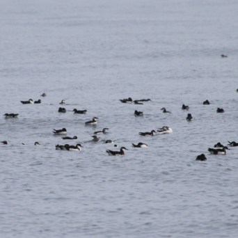 A large flock of seabirds floating on the ocean surface.