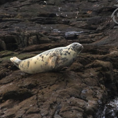 Seal resting on rocky shore, marine discovery watermark present.