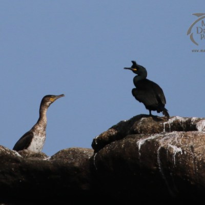 Two birds stand on a rocky ledge against a blue sky.