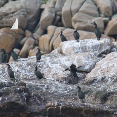 Several black birds perched on rocky cliffs with white markings.